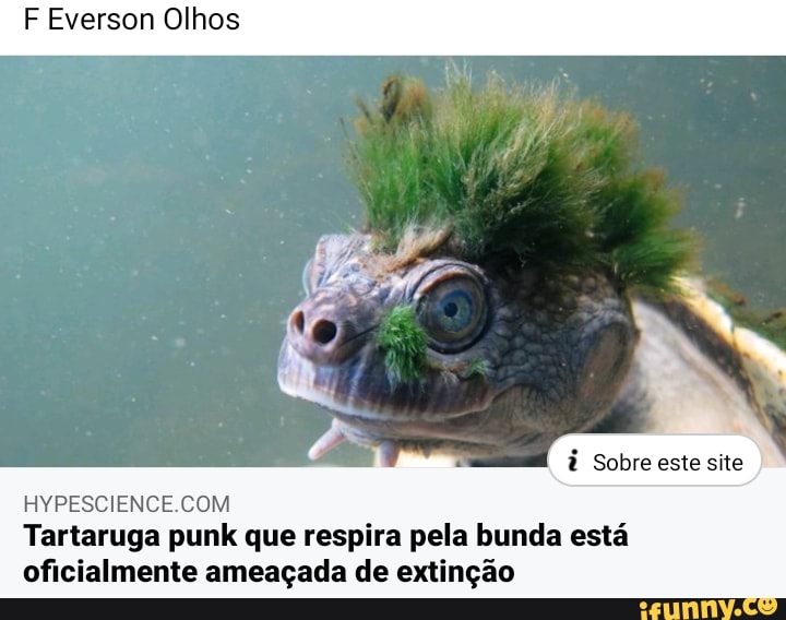 F Everson Olhos
i
HYPESCIENCE.COM
Tartaruga punk que respira pela bunda esta
oficialmente ameagada de extingao
