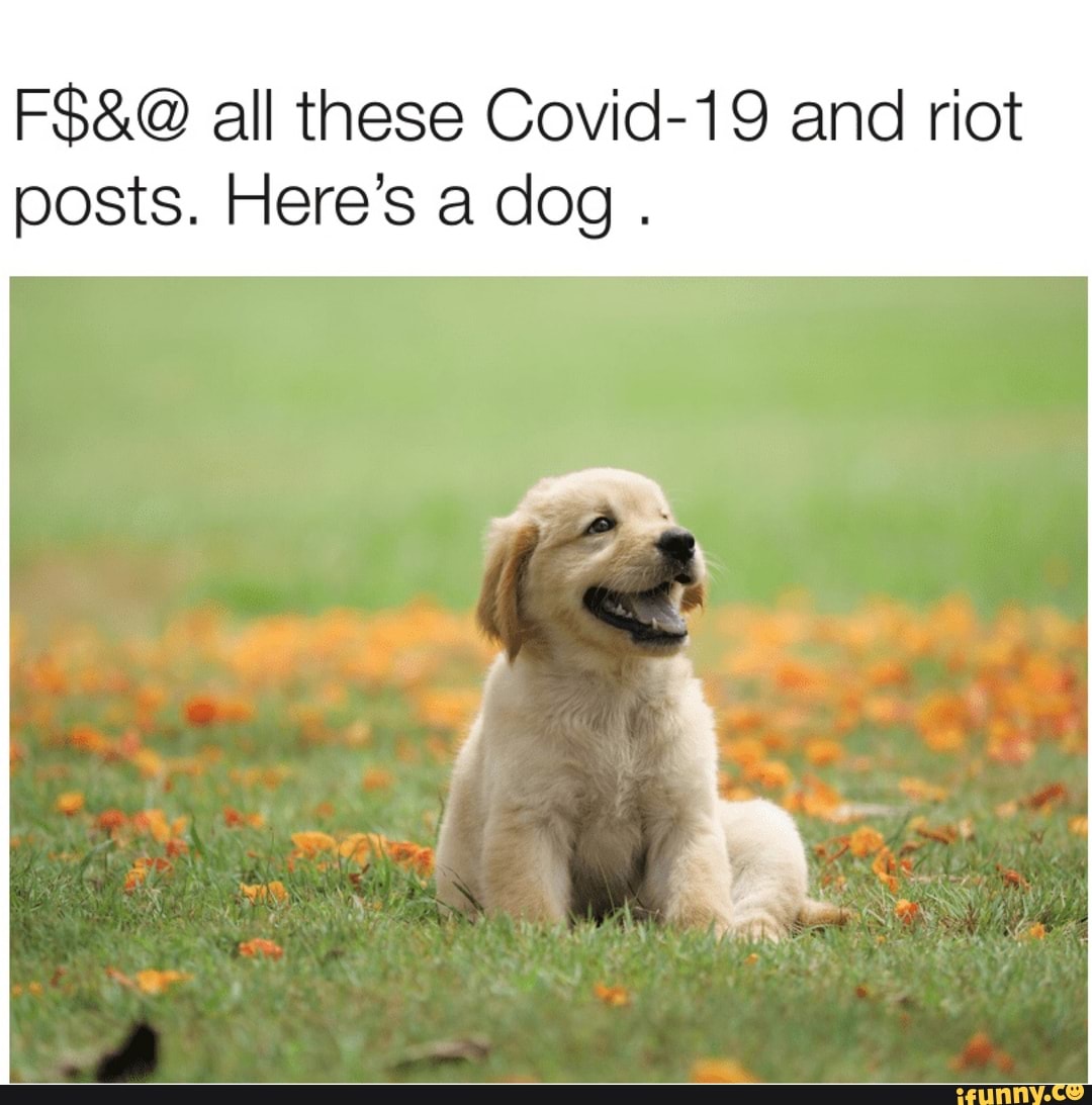 FS&@ all these Covid-19 and riot posts. Here's a dog .
OR be