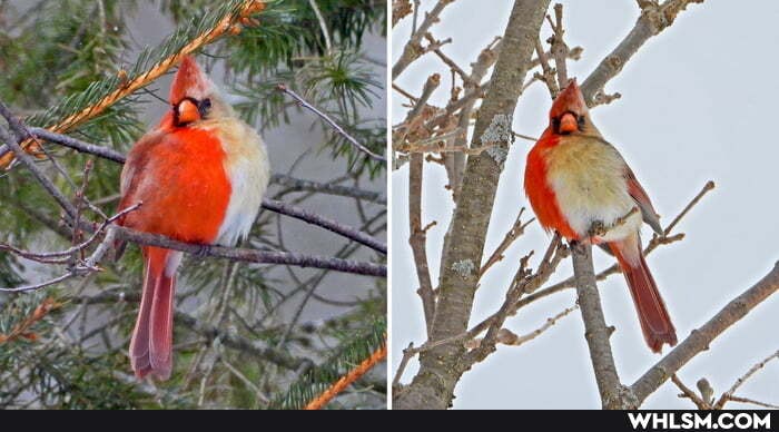 rare, half, male, female, cardinal, spotted, pennsylvania
