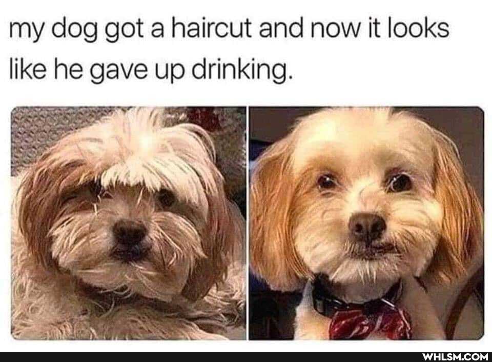 my dog got a haircut and now it looks
like he gave up drinking.
wry