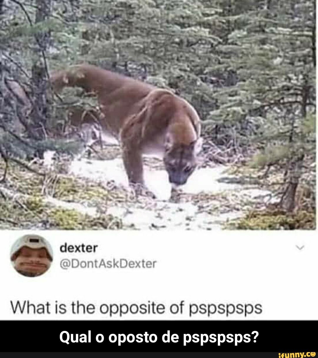 What is the opposite of pspspsps - Qual o oposto de pspspsps?