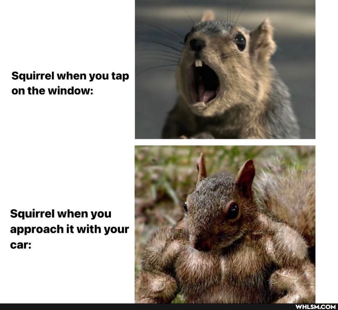 Squirrel when you tap on the window:
Squirrel when you approach it with your car:
BS