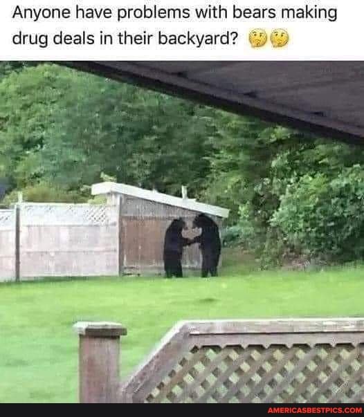 Anyone have problems with bears making drug deals in their backyard?