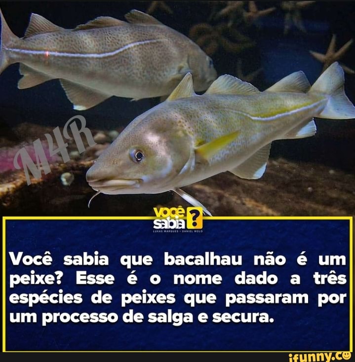 Saia Voc Sabia Que Bacalhau N O Um Peixe Esse O Nome Dado A Tr S Esp Cies De Peixes Que