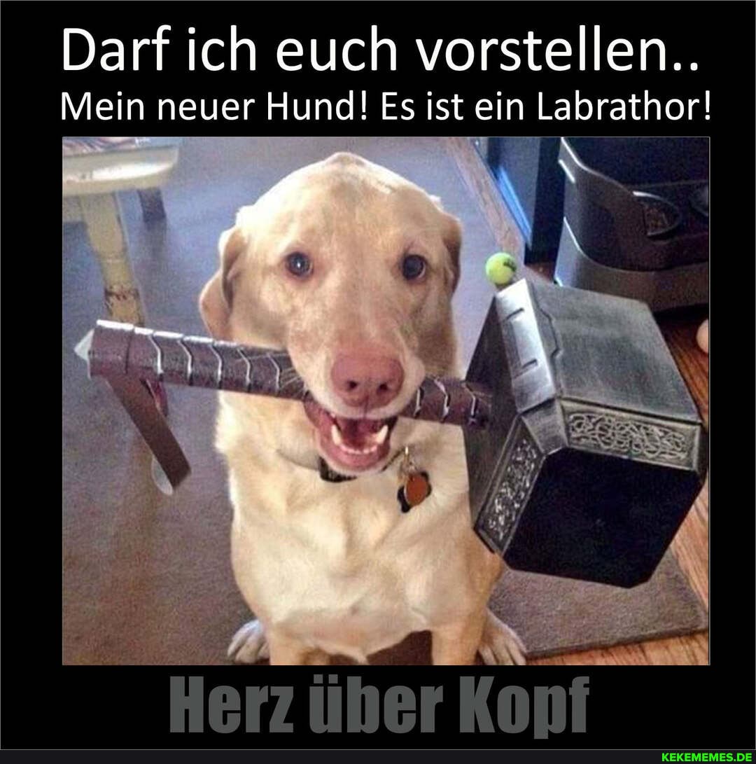Darf ich euch vorstellen..
Mein neuer Hund! Es ist ein Labrathor!