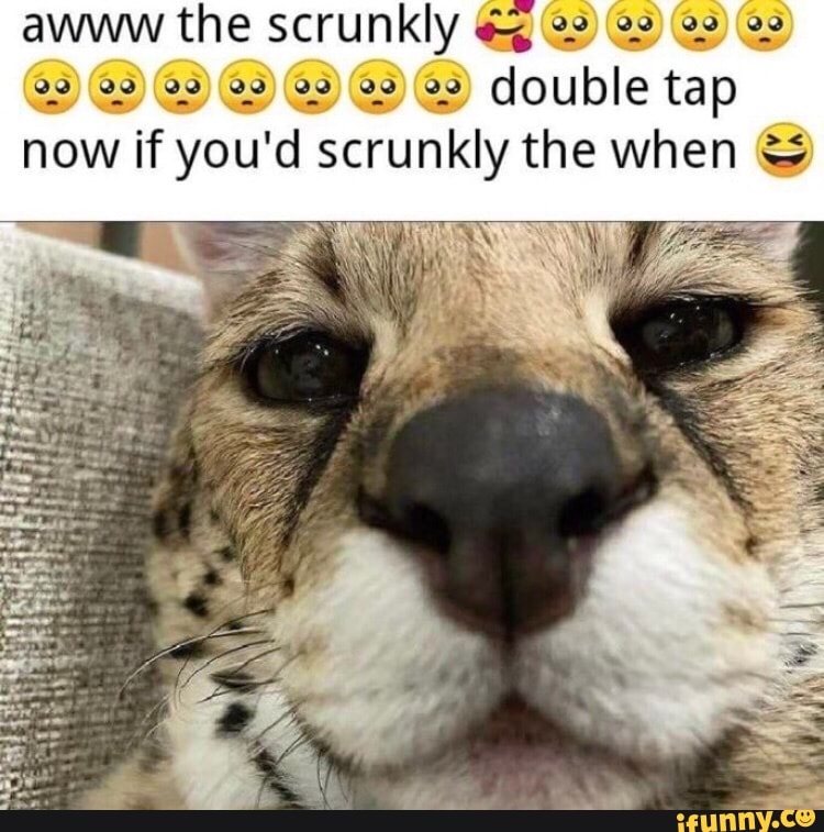 Awww the scrunkly double tap now if you'd scrunkly the when - iFunny