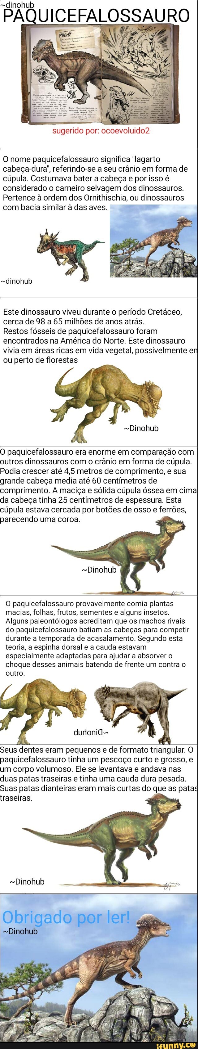 PAQUICEFALOSSAURO
OSSAURO
sugerido por: ocoevoluido2
O nome paquicefalossauro significa "lagarto cabeça-dura', referindo-se a seu crânio em forma de cúpula. Costumava bater a cabeça e por isso é considerado o carneiro selvagem dos dinossauros.
Pertence à ordem dos Ornithischia, ou dinossauros com bacia similar à das aves.
-dinohub
Este dinossauro viveu durante o período Cretáceo, cerca de 98 a 65 milhões de anos atrás.
Restos fósseis de paquicefalossauro foram encontrados na América do Norte. Este dinossauro vivia em áreas ricas em vida vegetal, possivelmente en ou perto de florestas
=Dinohub
O paquicefalossauro era enorme em comparação com utros dinossauros com o crânio em forma de cúpula.
odia crescer até 4,5 metros de comprimento, e sua grande cabeça media até 60 centímetros de comprimento. A maciça e sólida cúpula óssea em cima da cabeça tinha 25 centímetros de espessura. Esta cúpula estava cercada por botões de osso e ferrões, parecendo uma coroa.
O paquicefalossauro provavelmente comia plantas macias, folhas, frutos, sementes e alguns insetos.
Alguns paleontólogos acreditam que os machos rivais do paquicefalossauro batiam as cabeças para competir durante a temporada de acasalamento. Segundo esta teoria, a espinha dorsal e a cauda estavam especialmente adaptadas para ajudar a absorver o choque desses animais batendo de frente um contra o outro.
Seus dentes eram pequenos e de formato triangular. O paquicefalossauro tinha um pescoço curto e grosso, e im corpo volumoso. Ele se levantava e andava nas as patas traseiras e tinha uma cauda dura pesada.
as patas dianteiras eram mais curtas do que as patas traseiras.
=Dinohub
Obrigado por ler!
-Dinohub