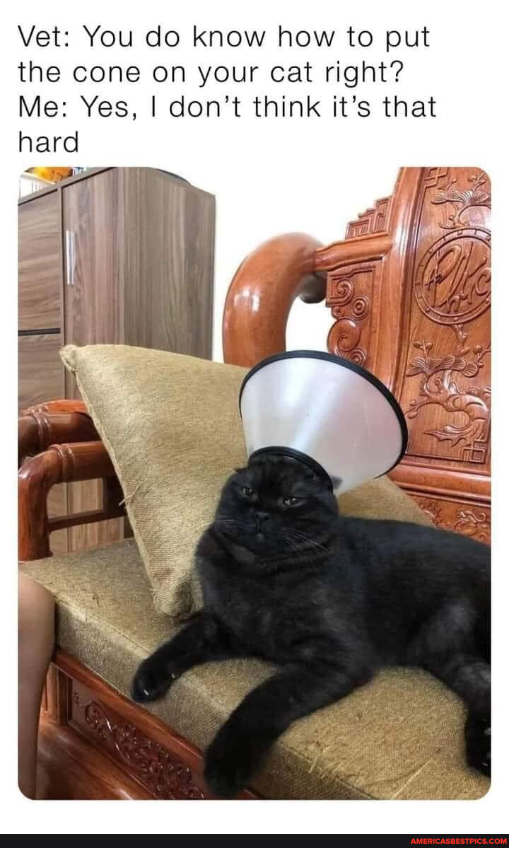 Vet You do know how to put the cone on your cat right? Me Yes, I don