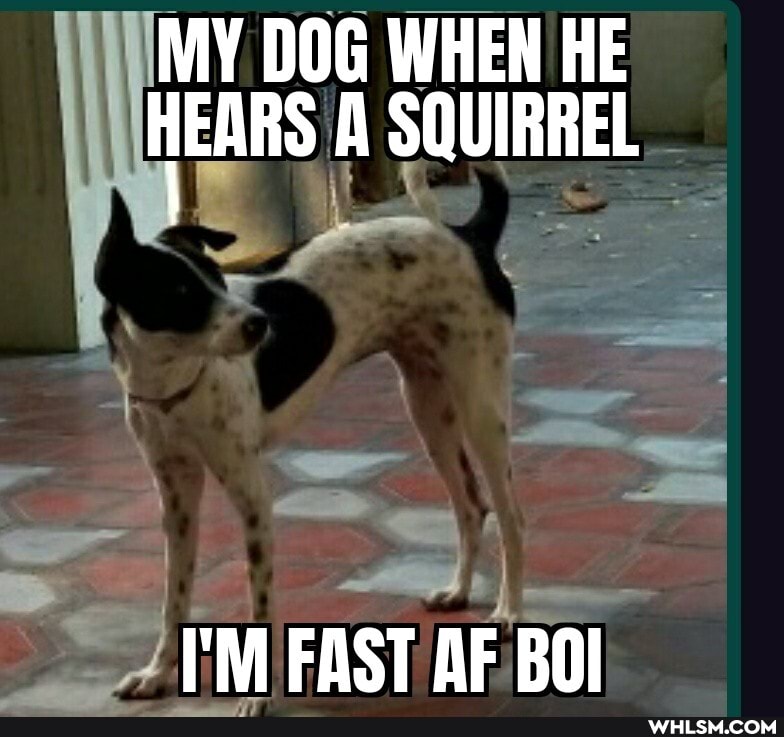MY DOG WHEN HE HEARS A SQUIRREL
I'M FAST AF BOl