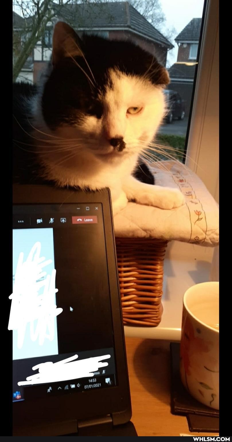 cat, work_from_home, sleepy_kitty, covid19