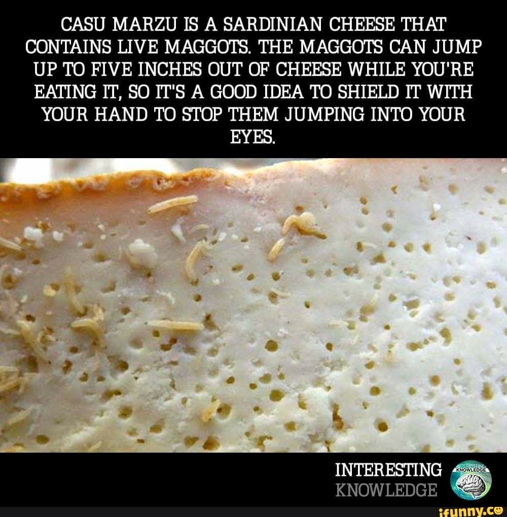 CASU MARZU IS A SARDINIAN CHEESE THAT CONTAINS LIVE MAGGOTS. THE