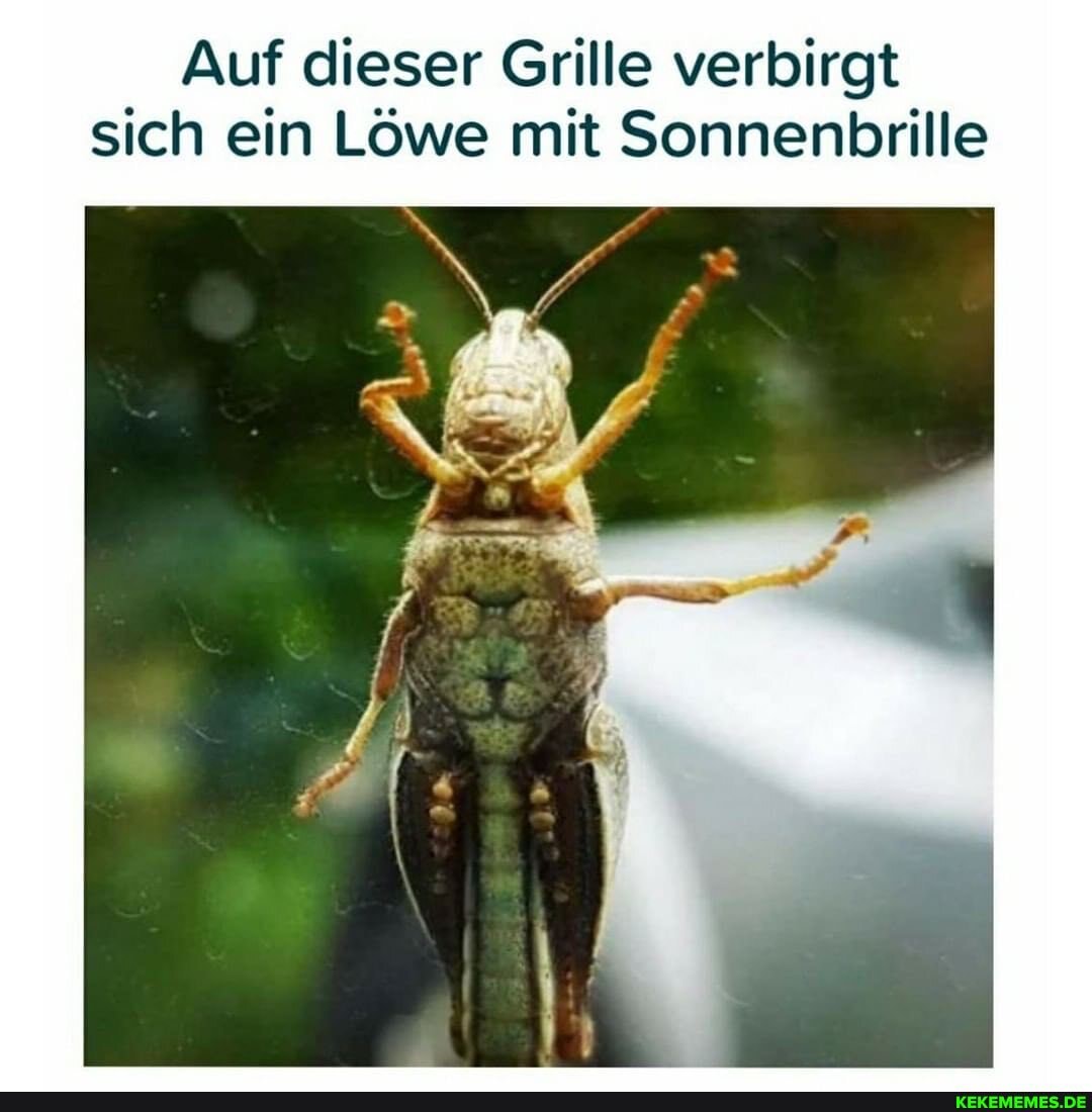 Auf dieser Grille verbirgt sich ein Löwe mit Sonnenbrille