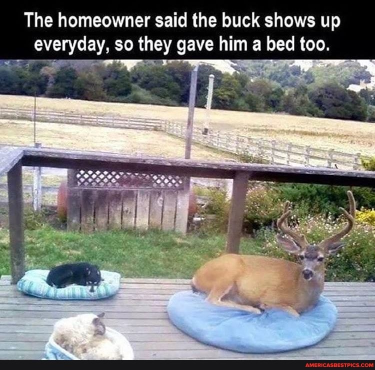 The homeowner said the buck shows up everyday, so they gave him a bed too.