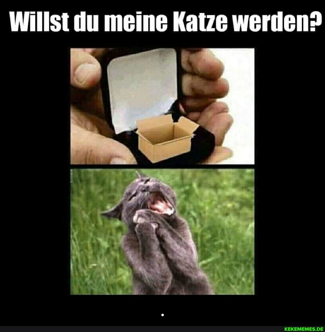 Willst du meine Katze werden? - .