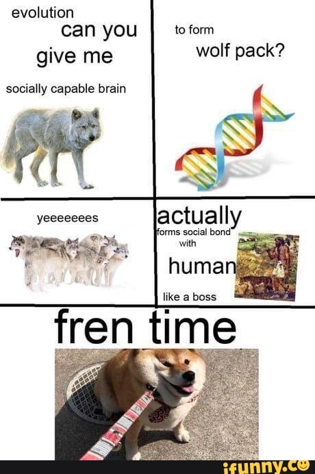 evolution
you
give me
wolf pack?
socially capable brain
