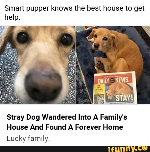 Smart pupper knows the best house to get
help.
Stray Dog Wandered Into A Family's
House And Found A Forever Home
Lucky family.