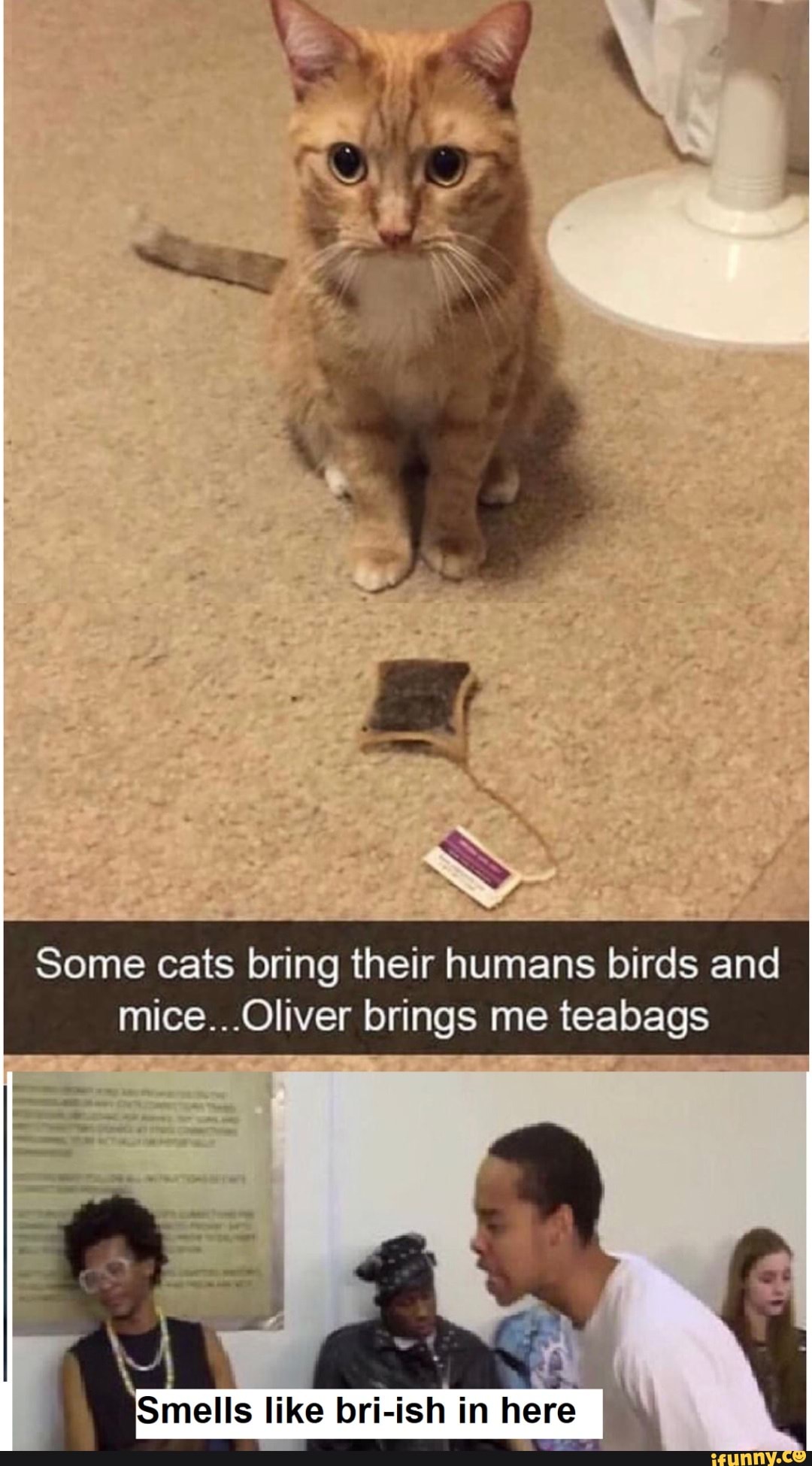 Some cats bring their humans birds and mice...Oliver brings me teabags