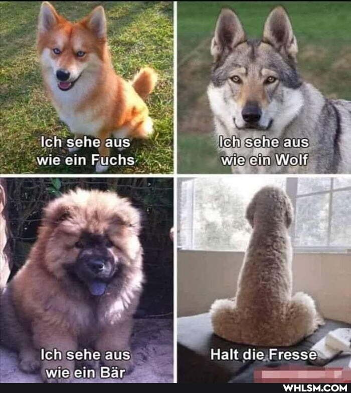 Ich sehe aus ich sehe aus wie @in Fuchs wie ein Wolf
Ich'sehe aus
Halt die Fresse