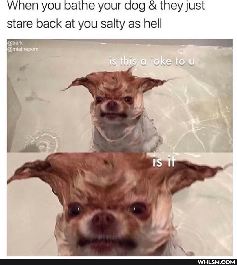 When you bathe your dog & they just stare back at you salty as hell
(@bark
is this joke
is it