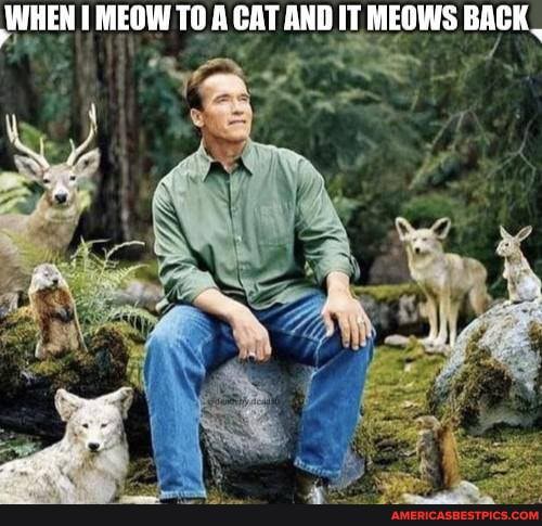 WHEN I MEOW TO A CAT AND IT MEOWS BACK