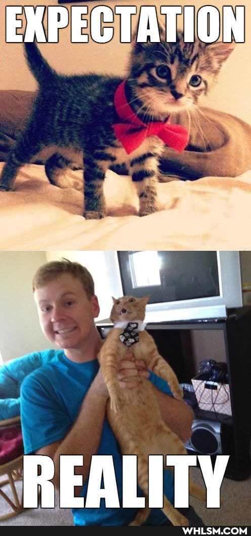 EXPECTATION
REALITY