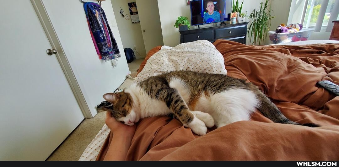cat, aww, wholesome
