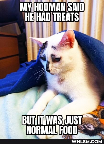 MY HOOMAN SAID HE HAD TREATS
f: NS BUT Ho
RMAIFENOD