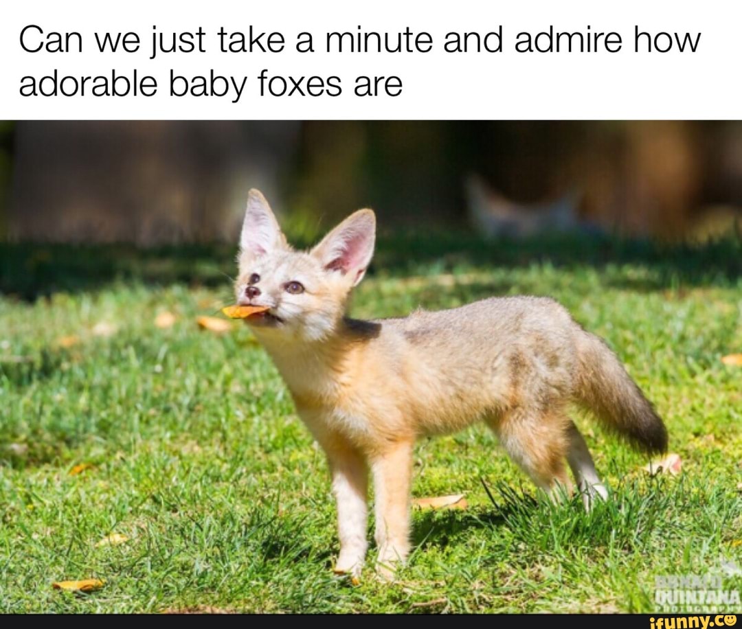 Babyfox memes. Best Collection of funny Babyfox pictures on iFunny