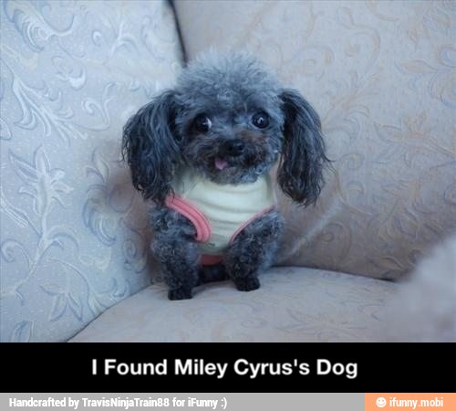 I Found Miley Cyrus's Dog - I Found Miley Cyrus's Dog