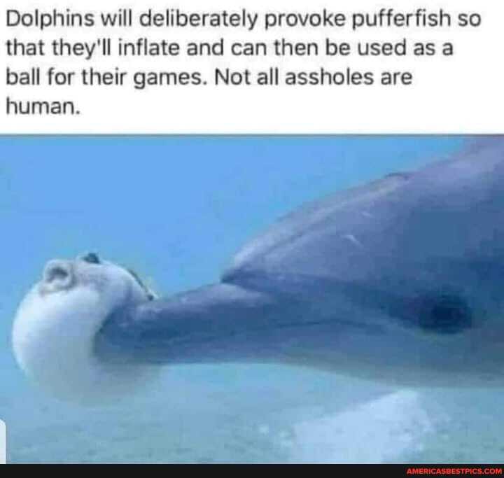 Dolphins will deliberately provoke pufferfish so that they'll inflate and can then be used as a
ball for their games. Not all assholes are human.