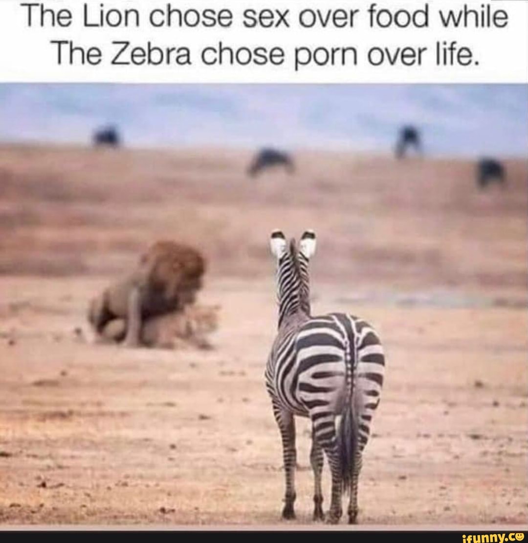 The Lion chose sex over food while The Zebra chose porn over life. - iFunny