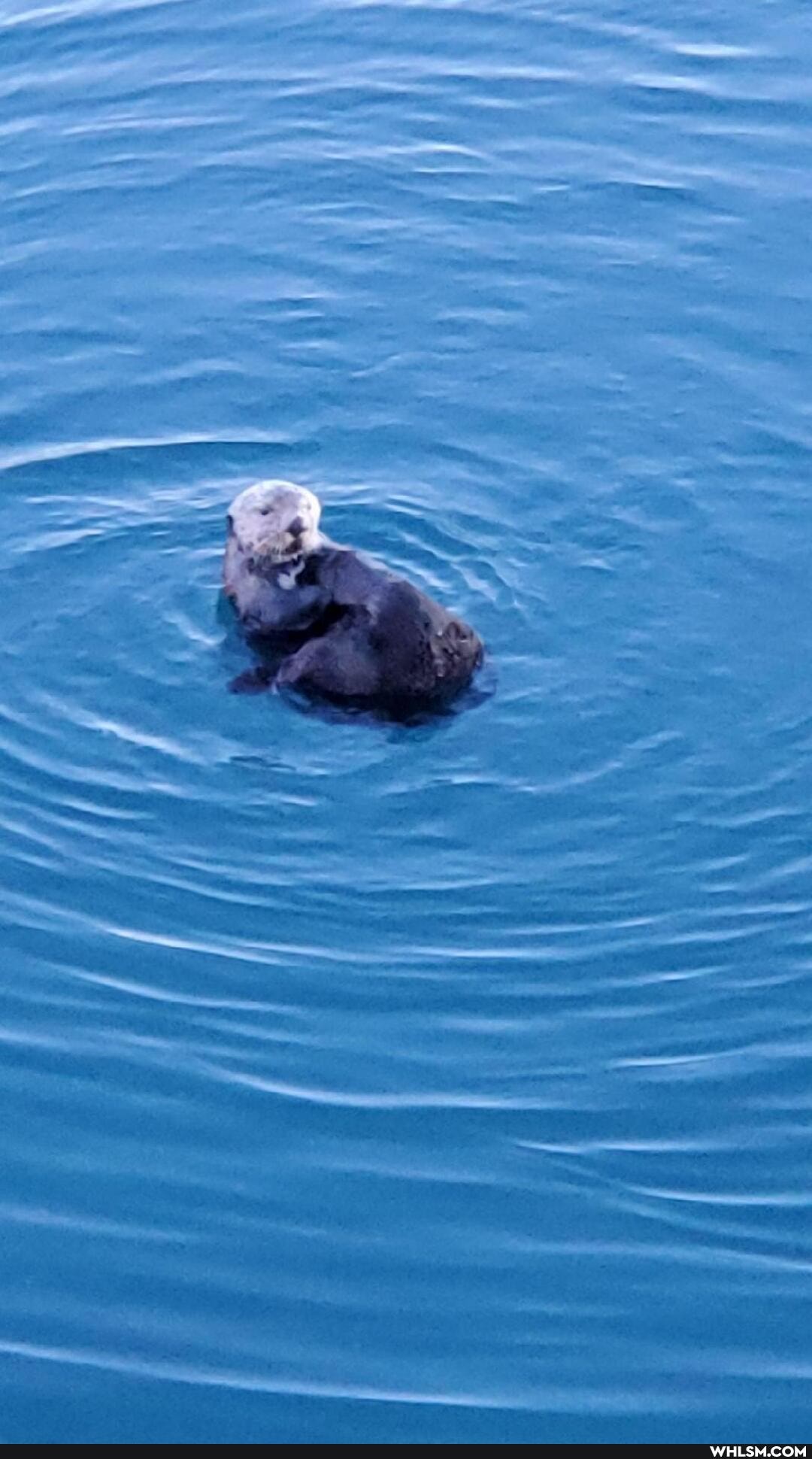cute_animal, nature