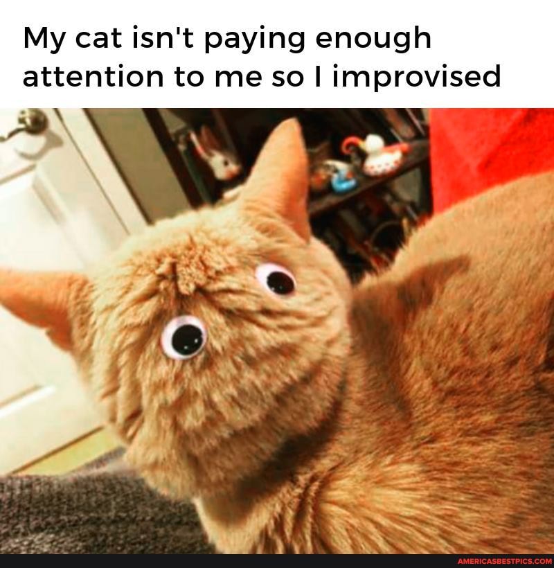 My cat isn't paying enough attention to me so I improvised