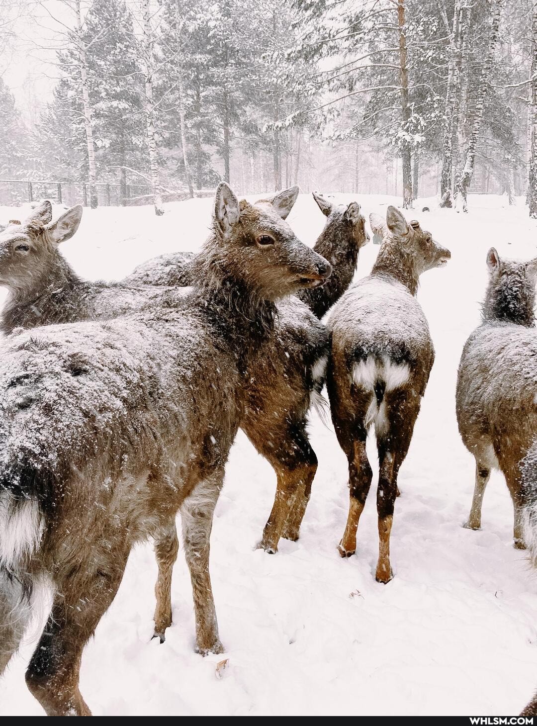 nature, russia, deer, winter