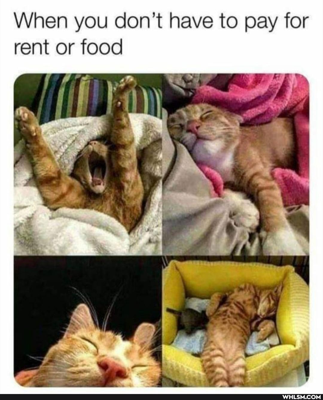 When you don't have to pay for rent or food