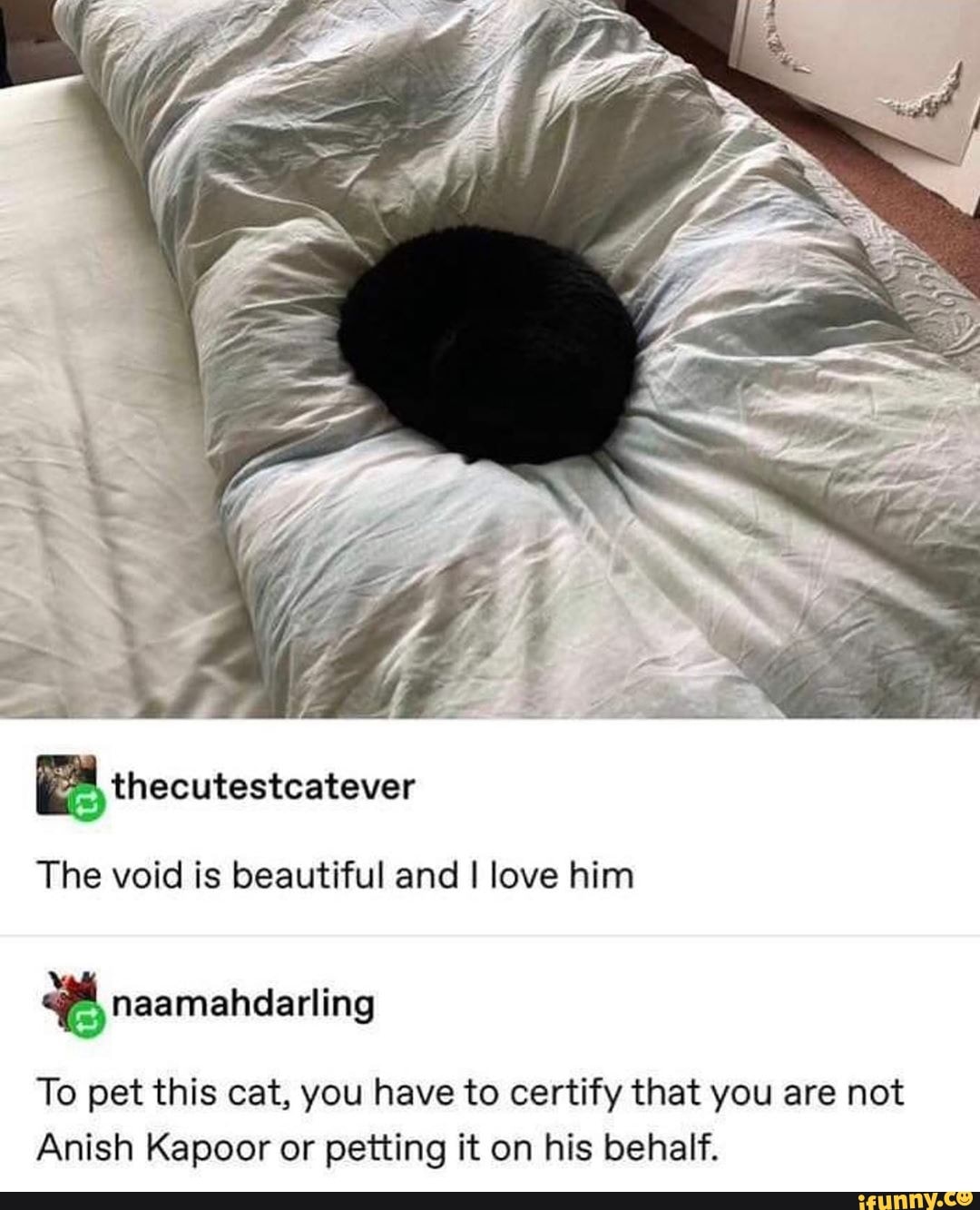 Кот черная дыра