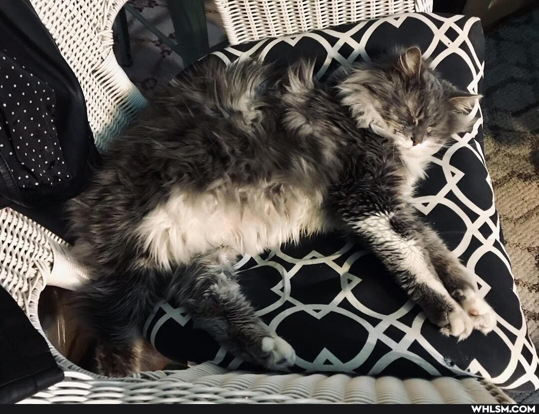 funny, cat, cats, lol