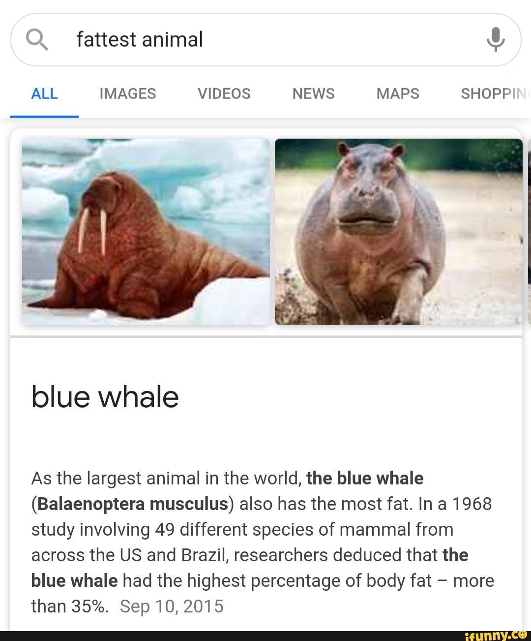 Q. fattest animal ALL IMAGES VIDEOS NEWS MAPS SHOPP blue whale As the  largest animal in
