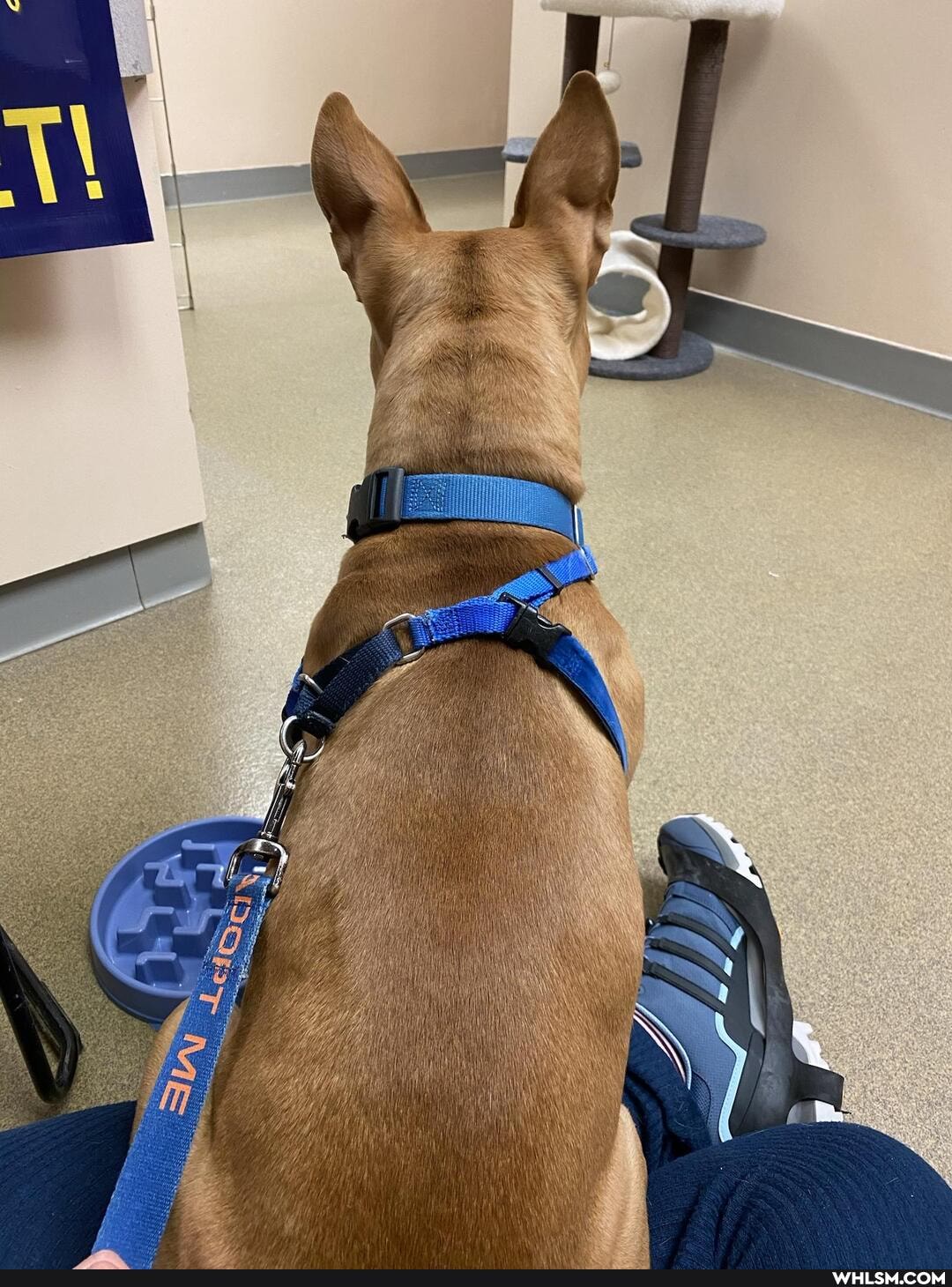 dogs, adopt_dont_shop