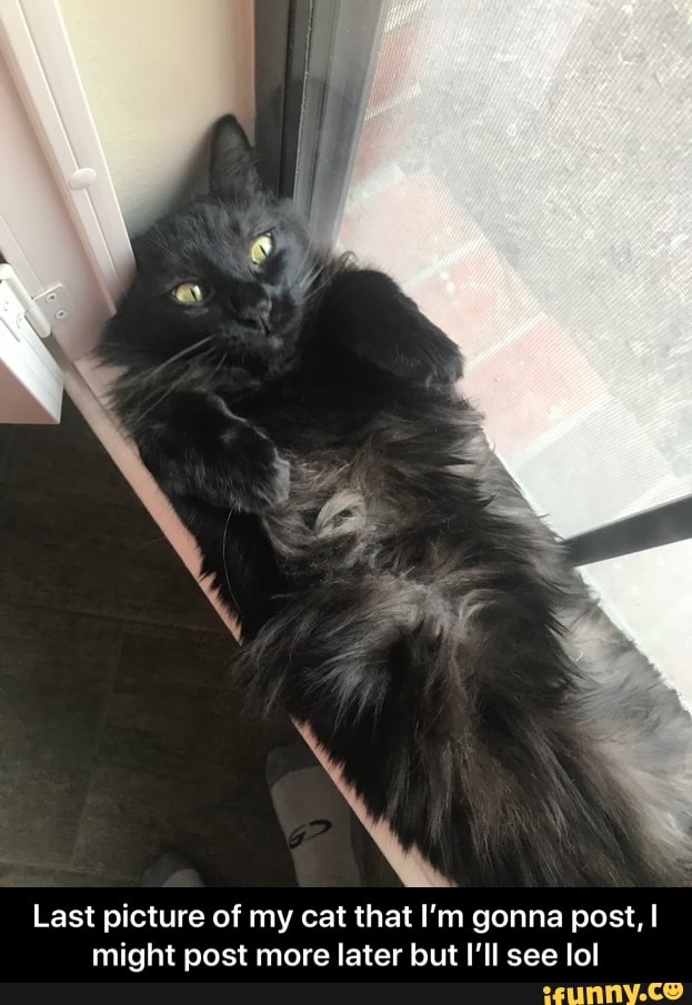 Last picture of my cat that I'm gonna post, I might post more later but I'll see lol - Last picture of my cat that I’m gonna post, I might post more later but I’ll see lol