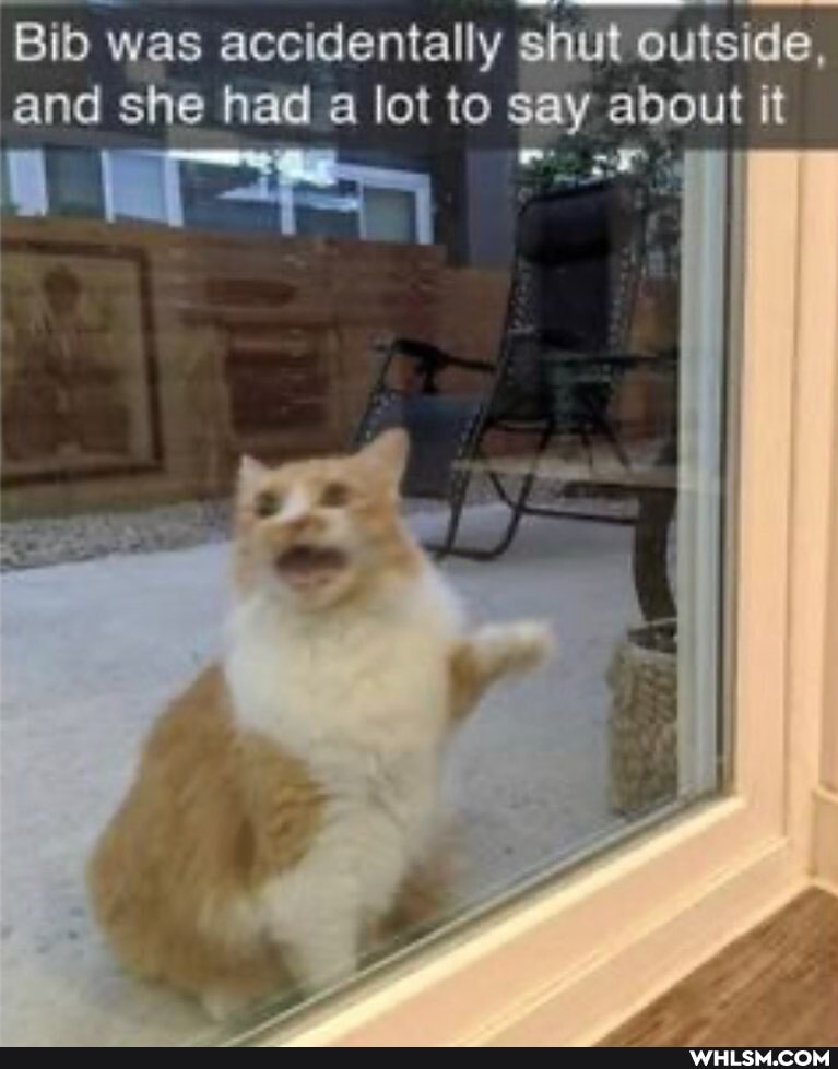 Bib was accidentally shut outside, and she had a lot to say about it
sir