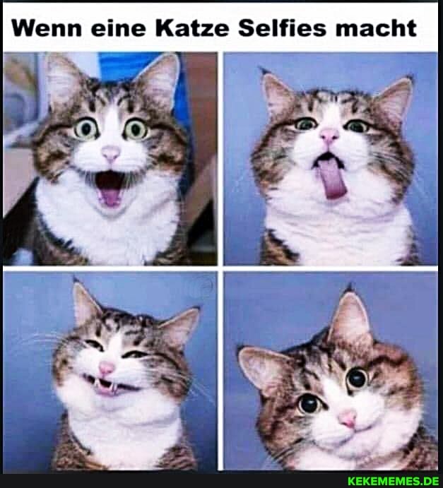 Wenn eine Katze Selfies macht