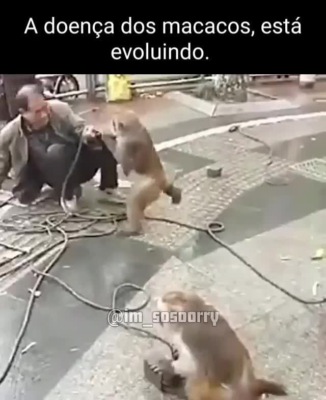 De quem evoluiu o macaco?