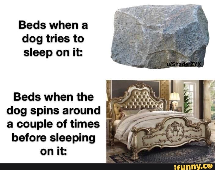 Beds when a
dog tries to
sleep on it:
Beds when the
dog spins around [2%
a couple of times [E/
before sleeping [iy