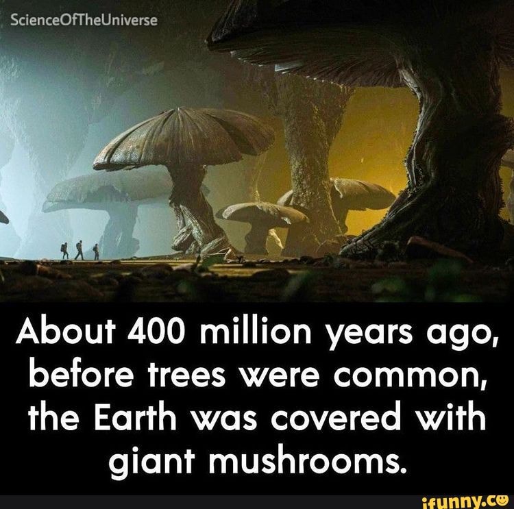 scienceoftheuniverse-about-400-million-years-ago-before-trees-were