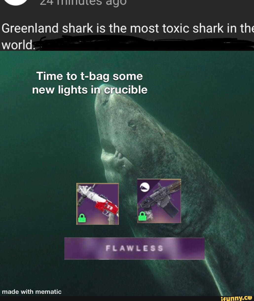 Greenland shark is the most toxic shark in the world. Time to tbag