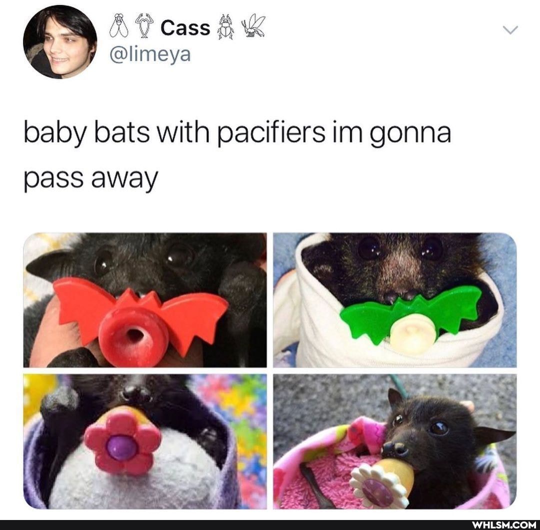 cass
@limeya
baby bats with pacifiers im gonna pass away