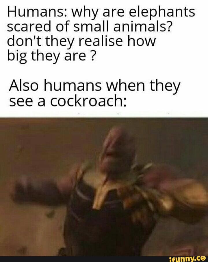 Humans: why are elephants
scared of small animals?
don't they realise how
big they are Also humans when they
see a cockroach:
