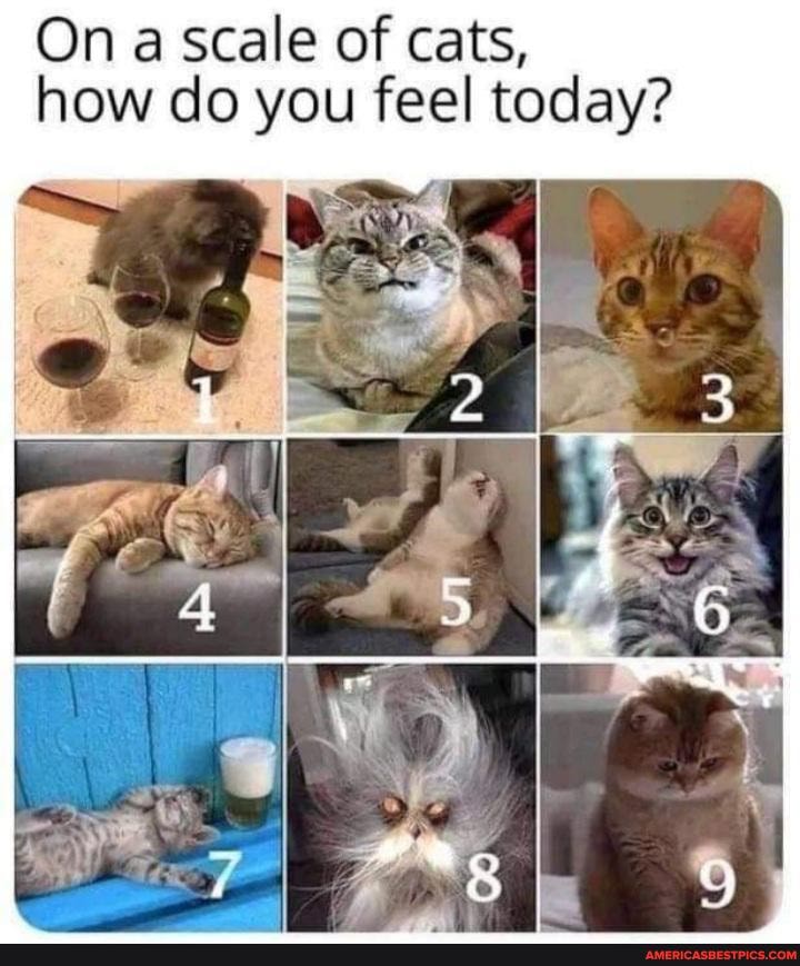 On a scale of cats, how do you feel today? - America’s best pics and videos