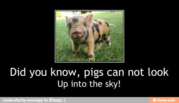 Did You Know Pigs Can Not Look Up Into The Sky Did You Know Pigs Can Not Look Up Into The Sky Ifunny